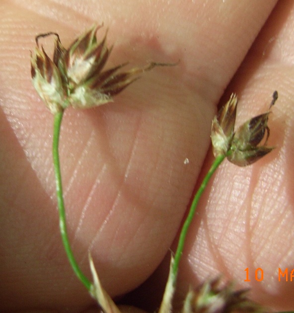 Luzula sylvatica